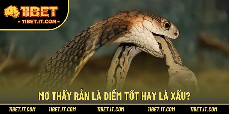 Mơ thấy rắn là điềm tốt hay là xấu?